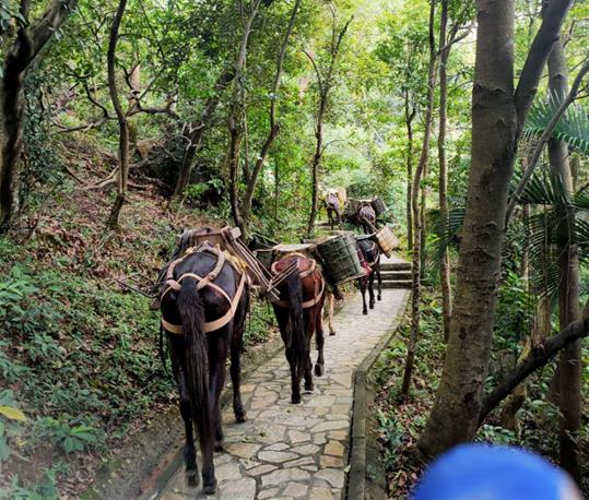 江西马队运输电话