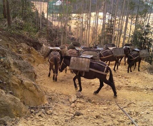 江西山区马队运输