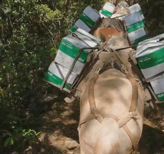 江西骡马山路运输