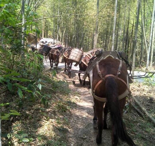 江西骡马运输公司