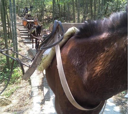 江西骡马队运输