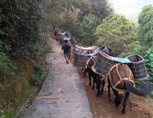 江西骡马运输电话