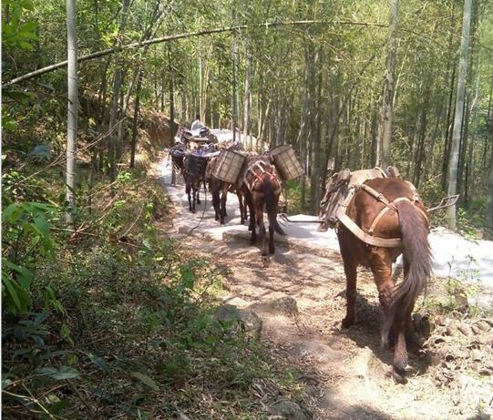 江西马帮运输电话