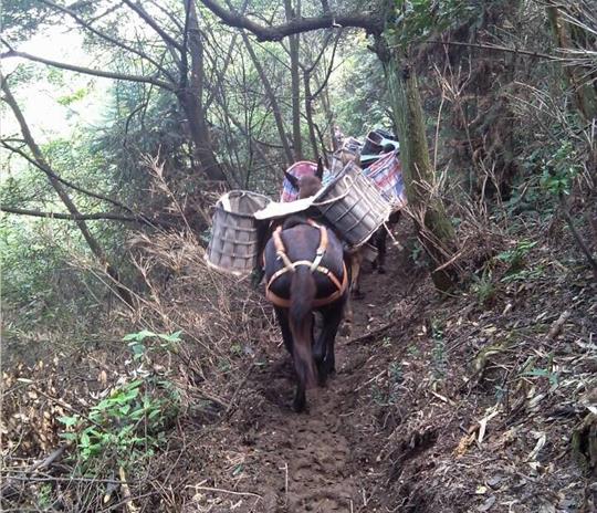 江西马帮运输公司