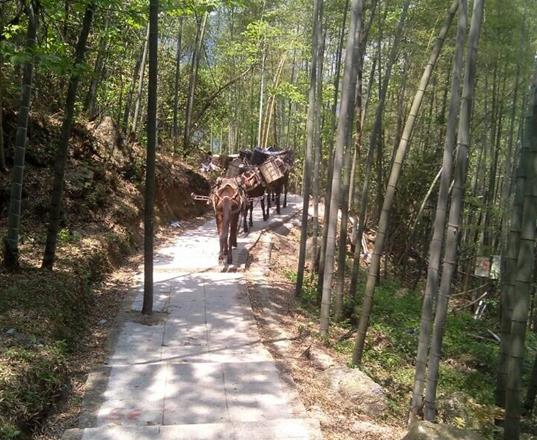 江西马队运输公司