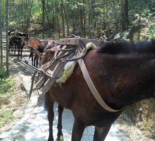 江西山路骡马运输