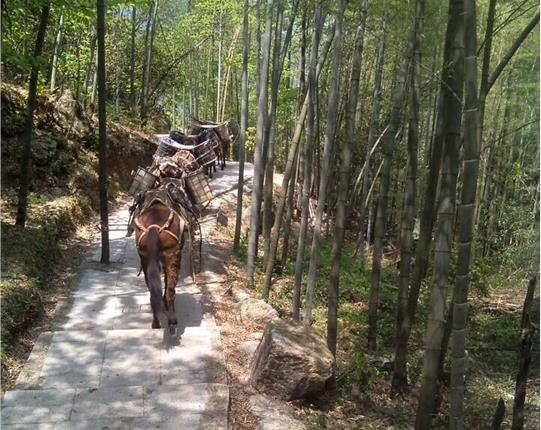 江西山区骡马运输